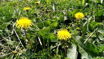 国产久你欧洲野花视频,欧洲野花风情录