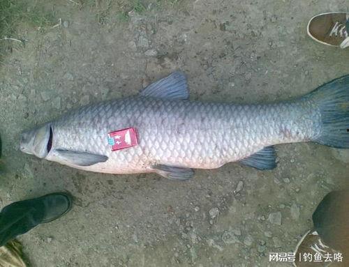 青鱼视频国产万部高清